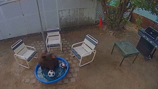 Bear Takes Pool Break in Backyard