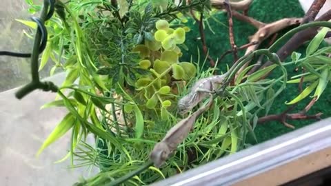 Two Baby Ambilobe Panther Chameleons Growing Up