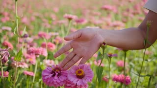 Girl hand touching pink flowers