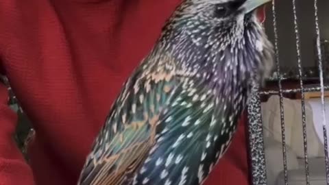 THIS IS MOUTH A EUROPEAN STARLING AND IT’S BREEDING SEASON WHICH MEANS HE IS VERY CREATIVE & EXPRESSIVE IN HIS SONG