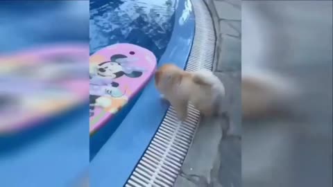 Dog gets stranded in the pool