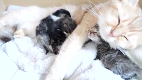 Baby kittens fight over their mother cat's boobs