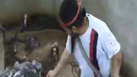 Man Selecting Cobras For Snake Show - Selection of snakes for the snake show😱🐍🐍