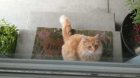 My cat begging me to let him inside.