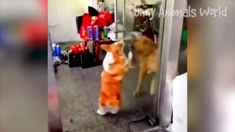 Funny Dogs And Cats Videos 2023 😅👌 - Best Animal Videos Of The Month 😄