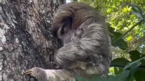 "Funny and Wild: Hilarious Animal Videos You Need to See Now"