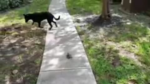 Dog is being chased by pigeon