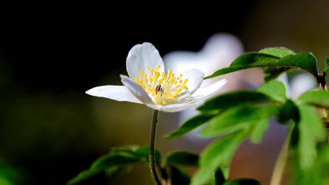 Wood Anemones Flower Wildflowers Forest