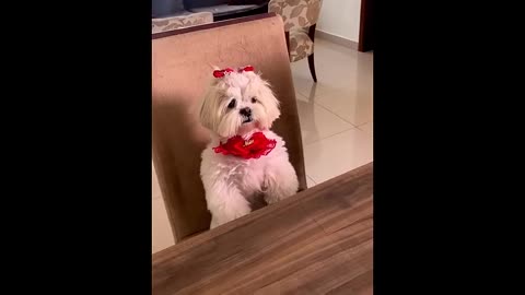 Funny Animals 😂 Funniest Cats and Dogs