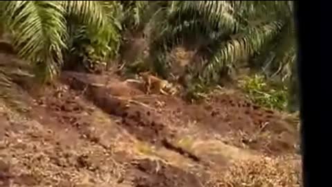Sumatran tiger (amateur video)