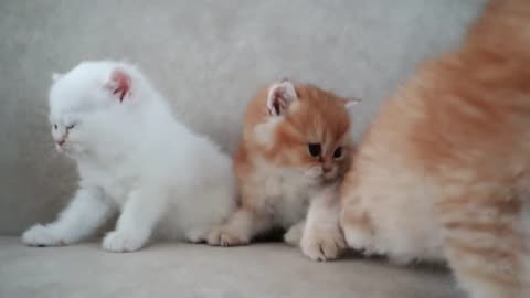 Cat and mom playing and talking to here cute meowing baby kittens 😸