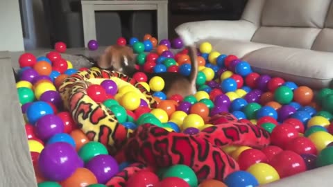 Adorable Beagle Shenanigans: A Funny and Heartwarming Compilation