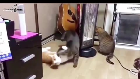 Viral funny cat's 🤩🤩 unexpected moments