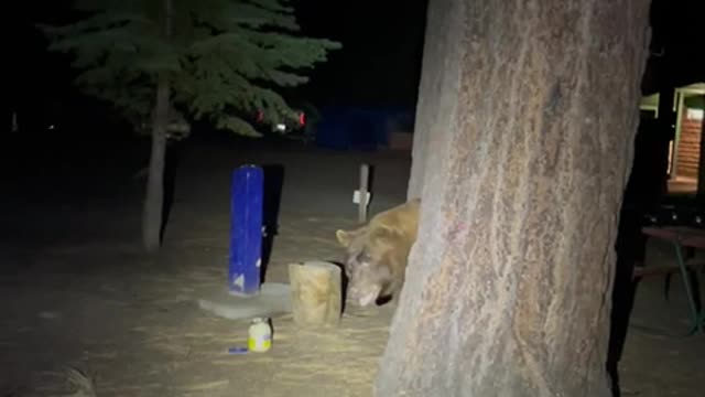 Black Bear Gets to Keep Bread