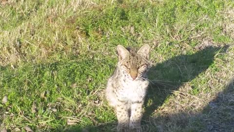 Curious Young Bobcat