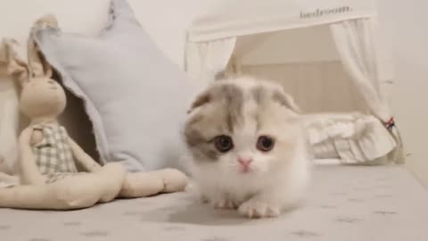 Cuteness Overload: Adorable Kitty Plays and Has Fun