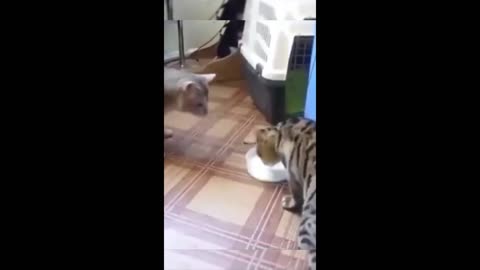 Paws and Whiskers Comedy: Hilarious Cat and Dog Shenanigans