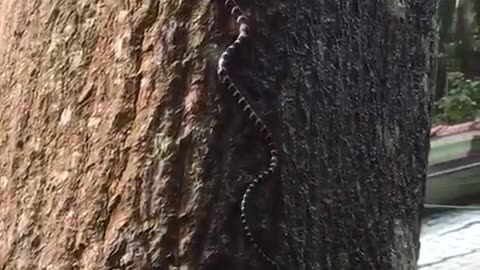 Sri Lanka blossom krait