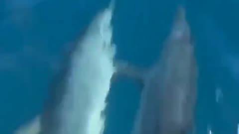 DOLPHINS HOLD HANDS TO MAKE FRIENDS