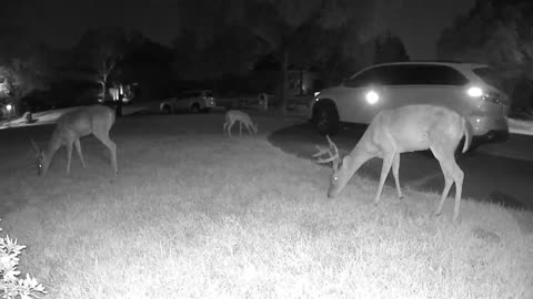 (40min) Relaxing video of Whitetail deer in my Houston neighborhood