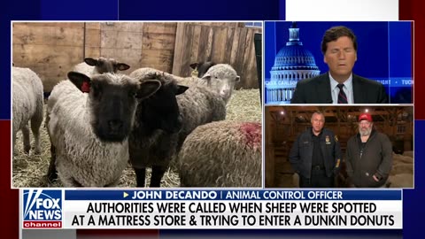 Tucker speaks with animal control officer who rescued sheep from slaughterhouse