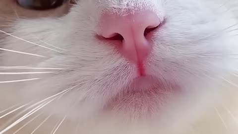 Cute Cat try to talk