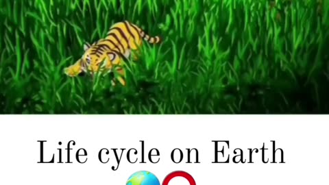 Life cycle on earth