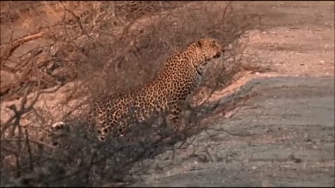 Hosana stalking inpala