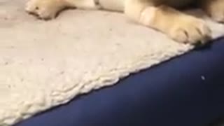 Cute puppy barks at owner