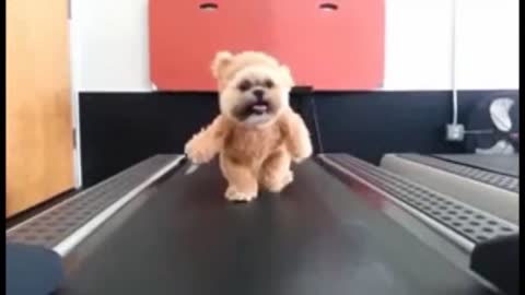 Charming fluffy Dog begins preparing with treadmill | Adorable canines preparing recordings