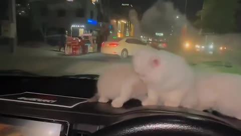 Persian Kitten Enjoy Riding On car