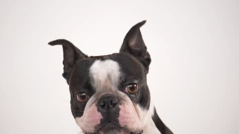 French bulldog eating a treat in slow motion