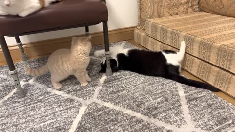 Cat Disciplines Kitten