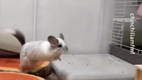 ninja chinchilla -- _chinchillamfmf_-__chinchilla