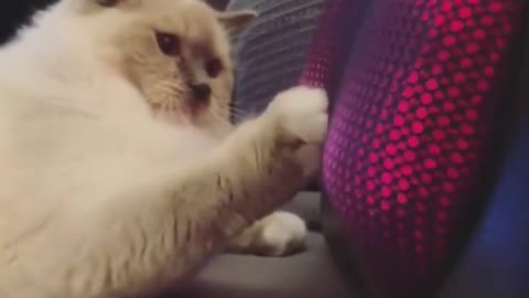 Cat 🐈 Reaction 😂 | Cat Funny Video |