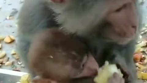 A family of little monkeys