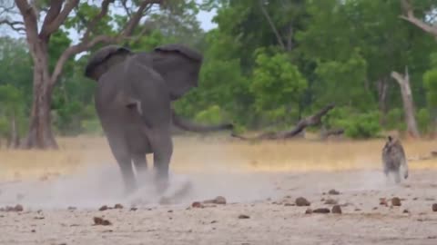 Angry elephant attacks man