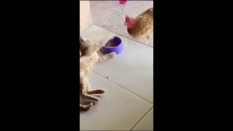 Funny animals cats and dogs - Funny animal videos