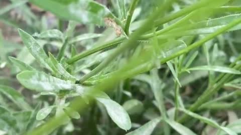 budding wildflowers