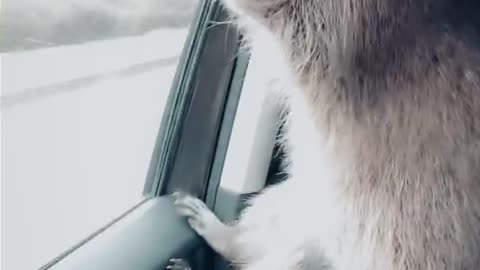 Raccoon Sits on Driver's Shoulder