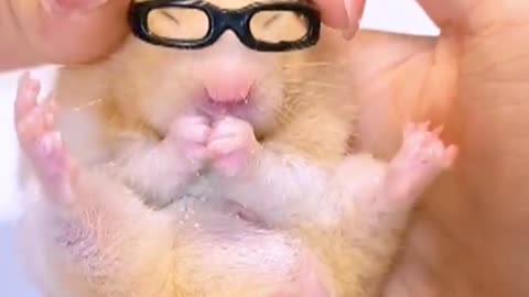 Cutehamsterwearingglasses#hamster#hamstershorts#shorts