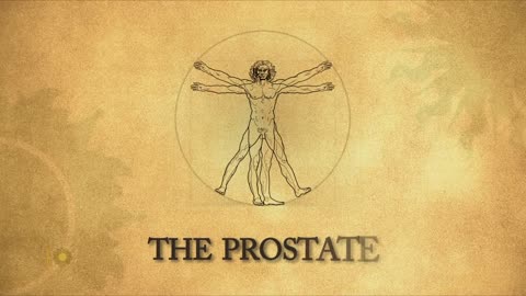 [2024-01-21] The prostate, and why it causes so many problems for men