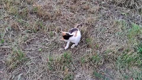 This stray cat is very itchy.