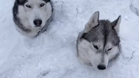 Two huskies buried in the snow