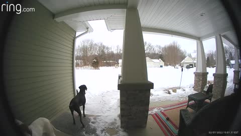 Archie the Pointer Rings Doorbell to be Let in