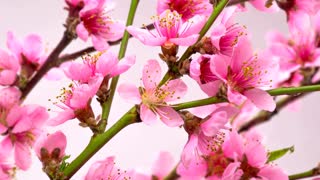 Pink flowers blossom on the branches