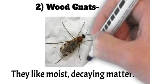 Bugs that look like Mosquitoes! 😃 The 4 most Common bugs that look like Mosquito Summary!- 😃 #shorts