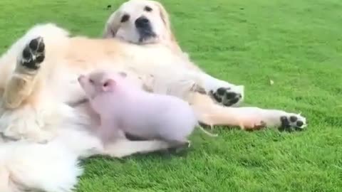 big dog and piggy play how happy.