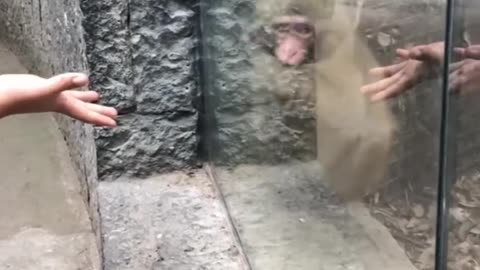 Monkeys reaction to magic