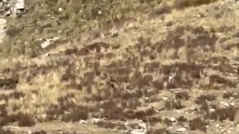 A Couple In Colorado Shared Video Footage Of The Legendary 'Bigfoot'